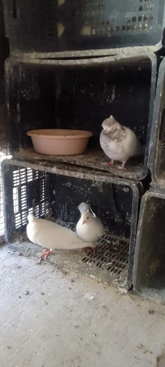 تعداد ۴کبوتر فروشی|پرنده|شاهرود, |دیوار