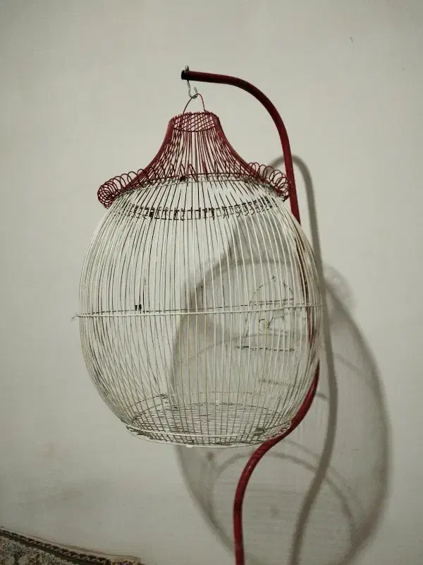 قفس پرنده|لوازم جانبی حیوانات|مشهد, حضرت حجت|دیوار