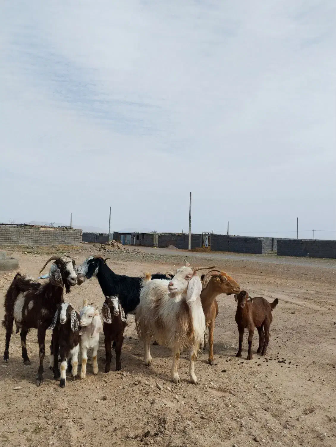 بززاییده|حیوانات مزرعه|زیرکوه, |دیوار