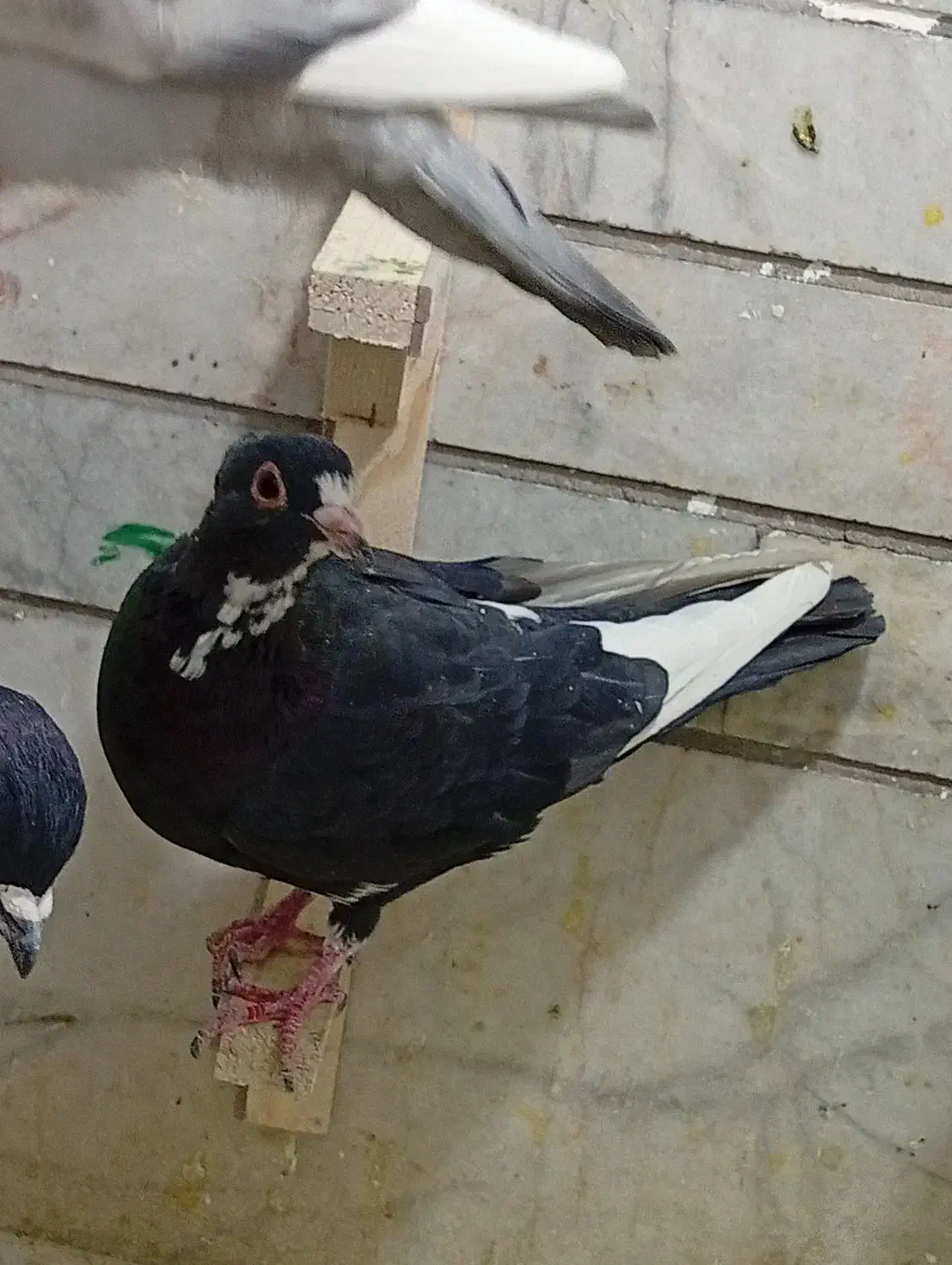 ماده پلنگ کلایی|پرنده|کرمان, |دیوار