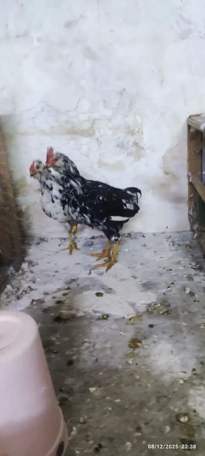 مرغ و خروس گلین|حیوانات مزرعه|قم, شهرک مهدیه (مدرس)|دیوار