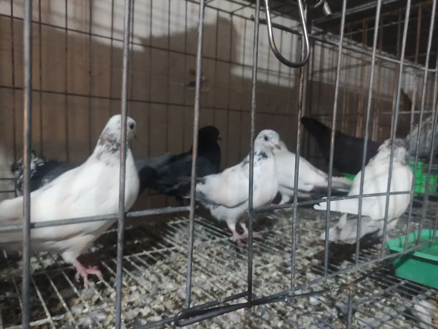 کفتر تعداد|پرنده|بروجن, |دیوار