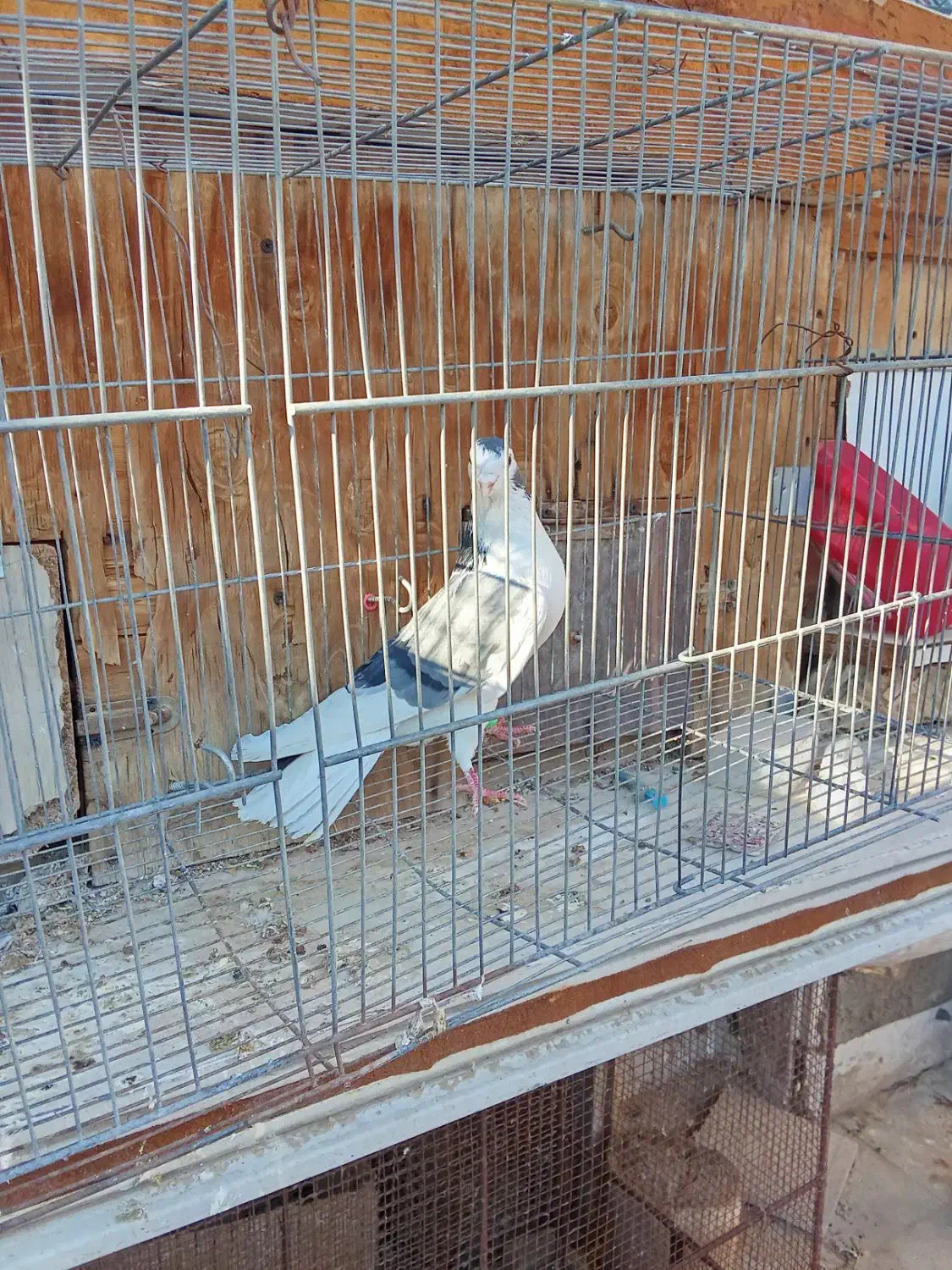 کبوتر دمگیر دستگردی|پرنده|اصفهان, پوریای ولی|دیوار