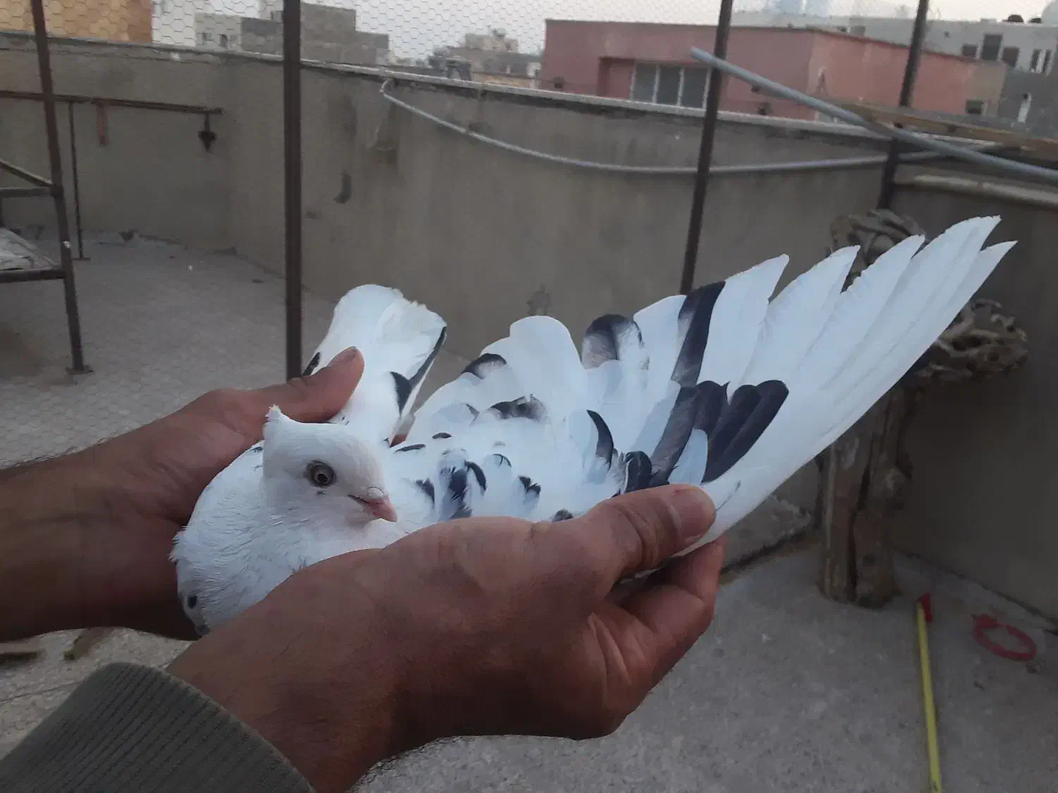 ماده خال پیس نوک ریز|پرنده|برخوار, |دیوار