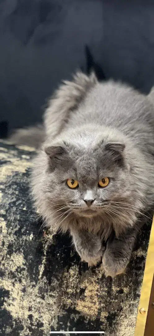 گربه اسکاتیش نر|گربه|اردبیل, |دیوار