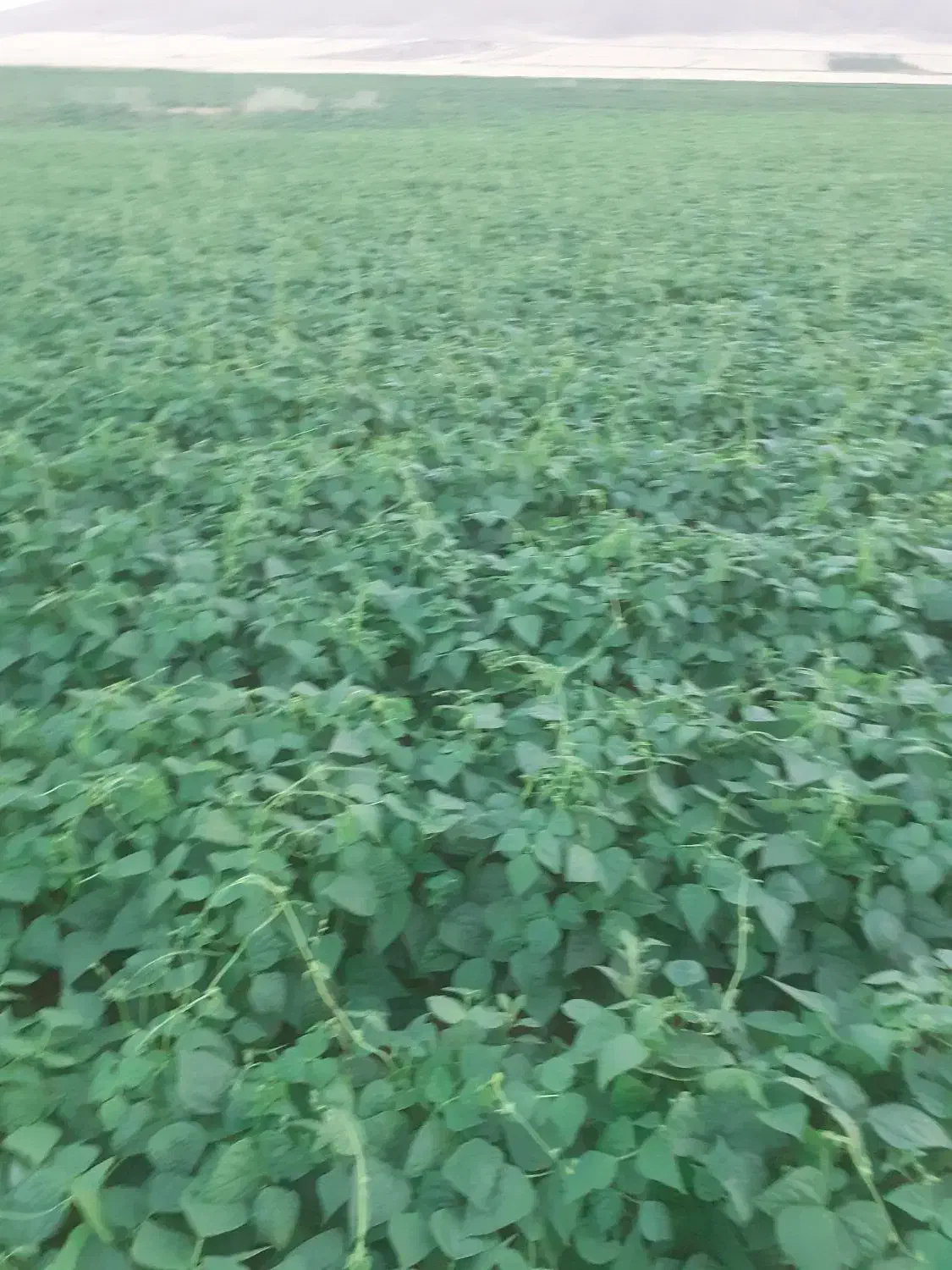 فروش کاه لوبیا درجه یک|لوازم جانبی حیوانات|بن, |دیوار