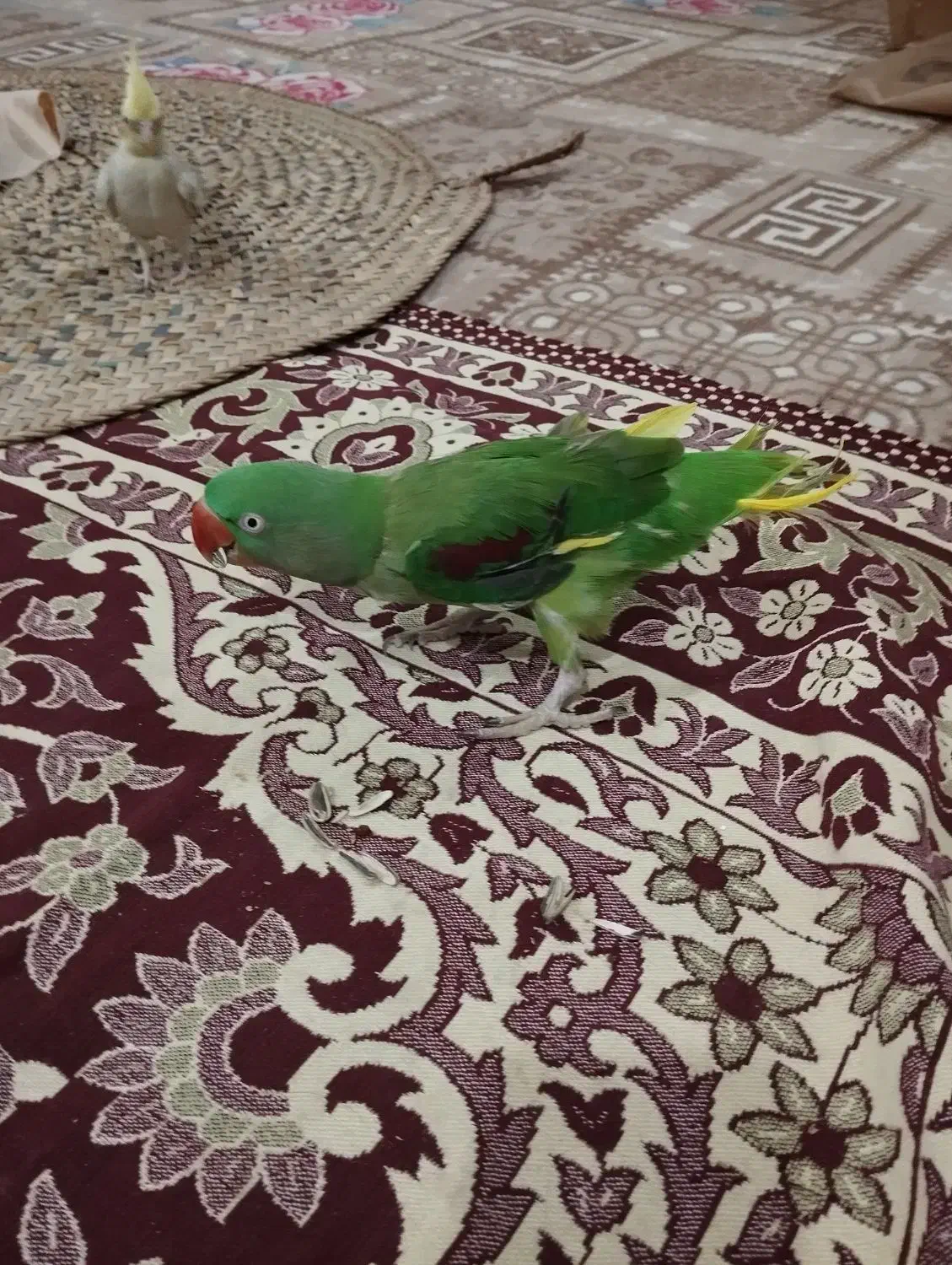 طوطی سخنگو|پرنده|بندرلنگه, |دیوار