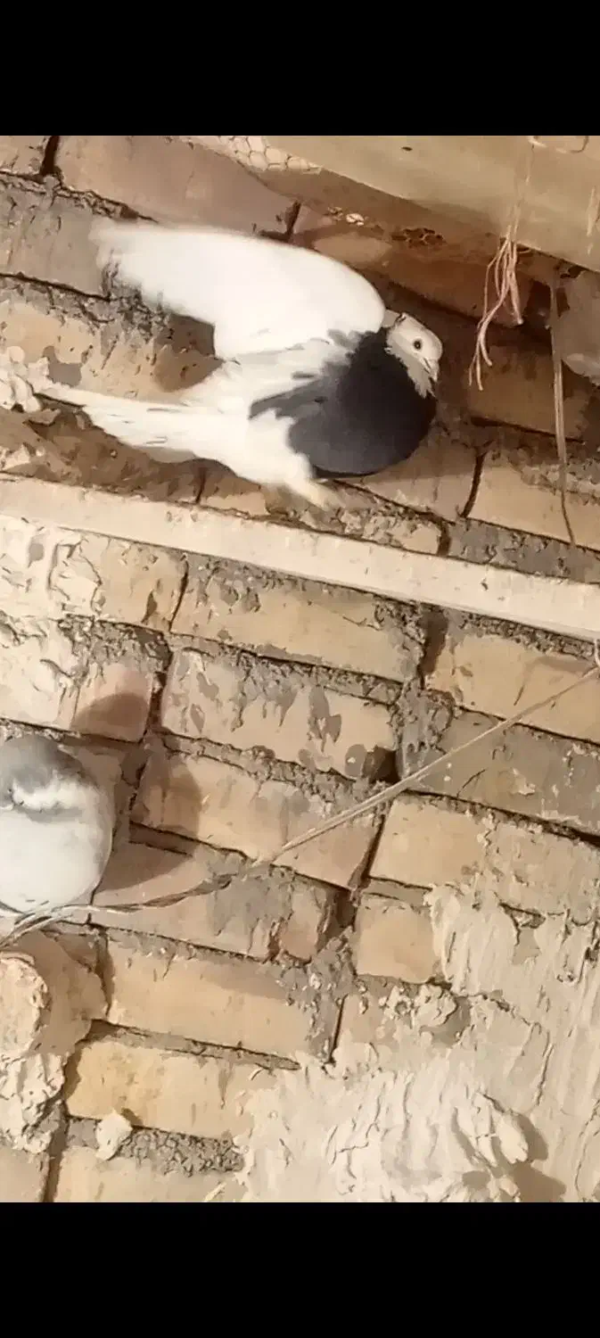 کبوتر طوقی|پرنده|بوئین زهرا, |دیوار