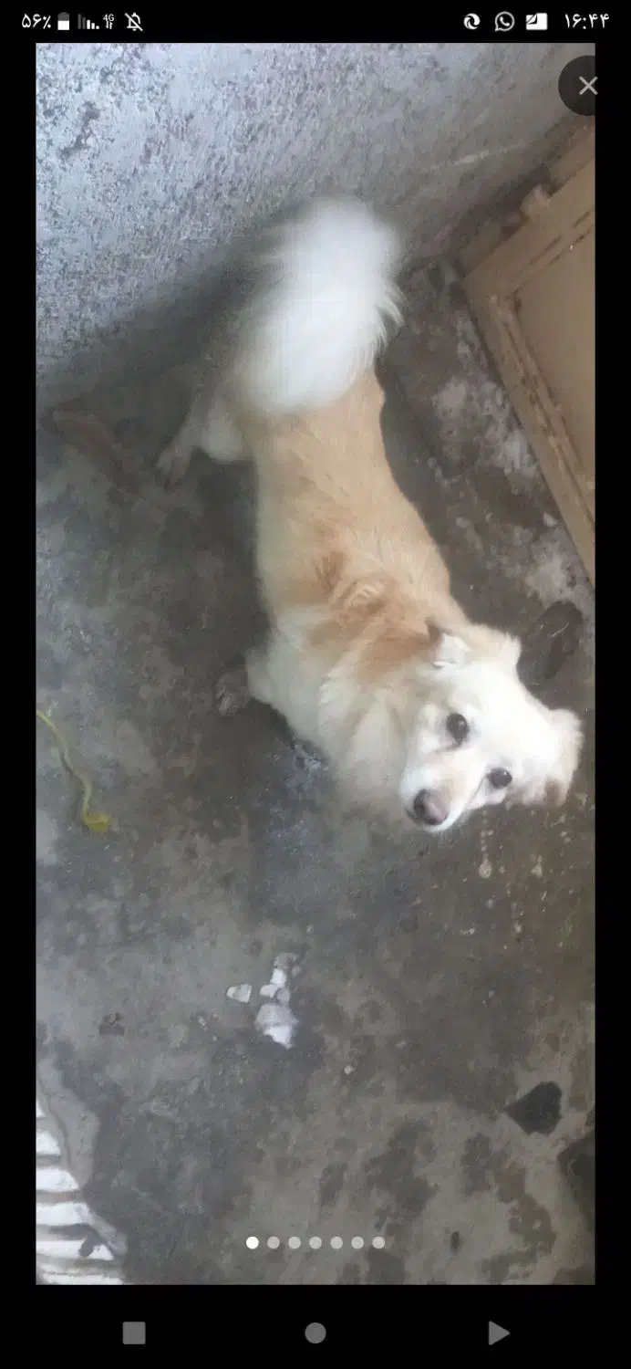 سگ گمشده|حیوانات|شیروان (خراسان), |دیوار