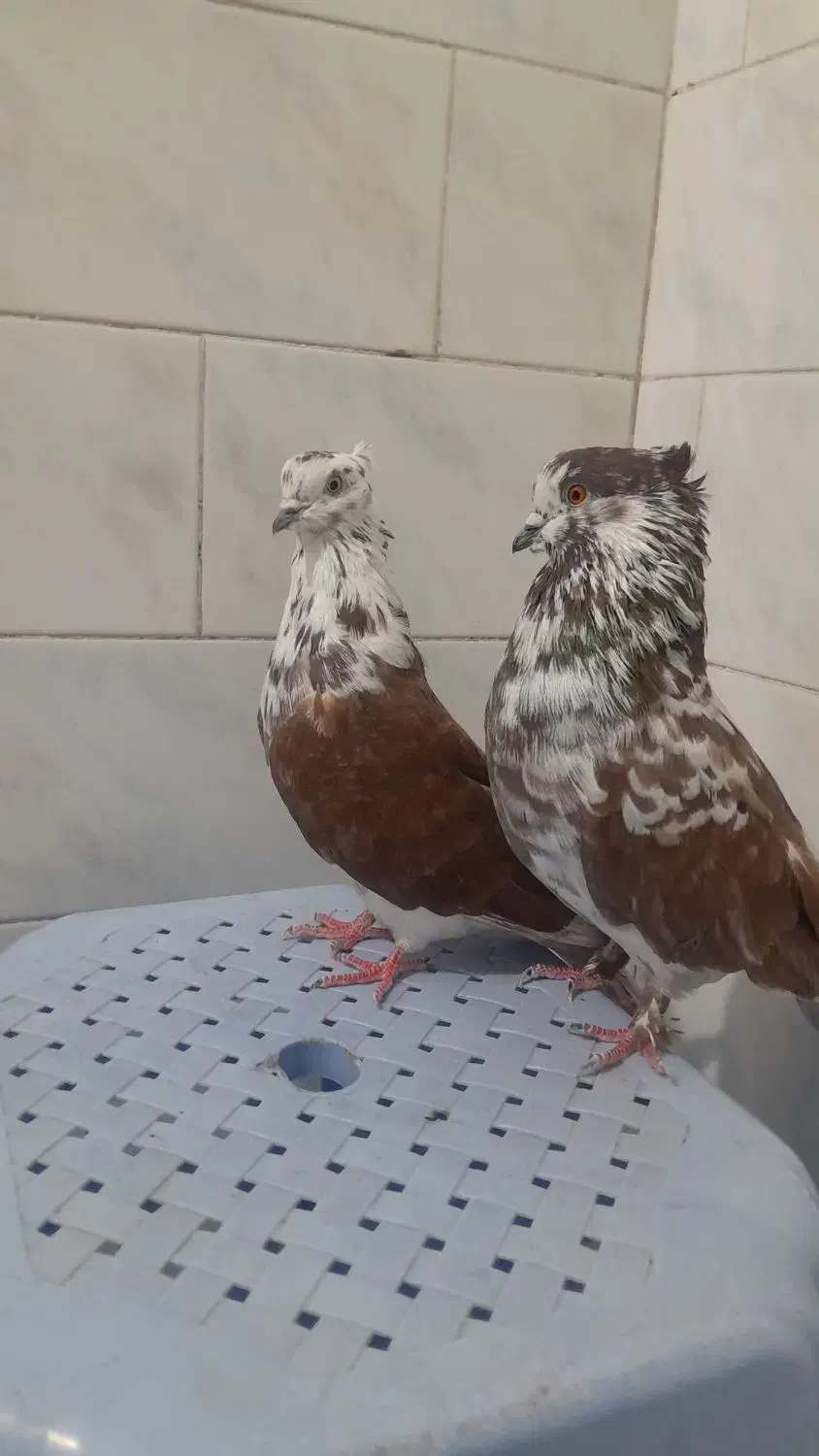 کبوتر گرگی و سرخ خال قدیم|پرنده|خان ببین, |دیوار