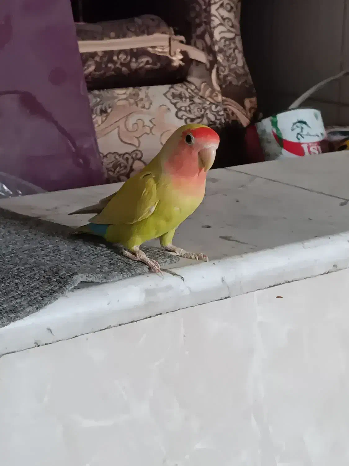 طوطی برزیلی|پرنده|شهریار, رضی آباد بالا|دیوار