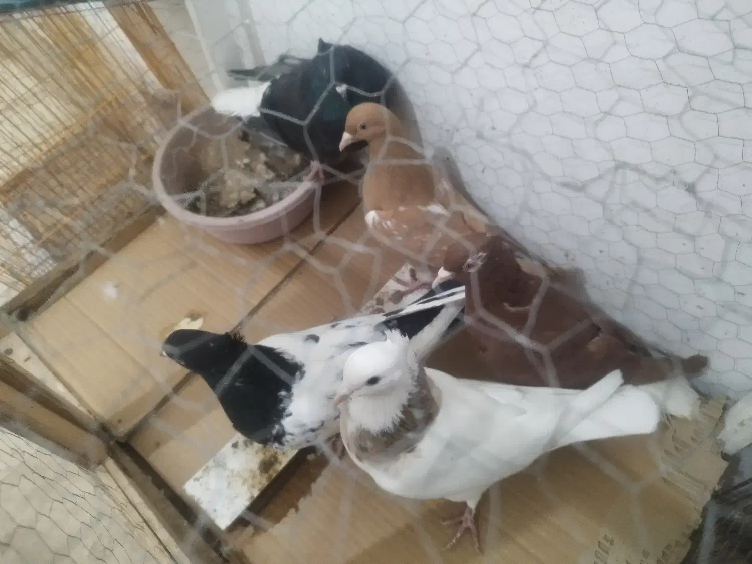 پنج تا ماده جوان رنگی|پرنده|بجنورد, |دیوار