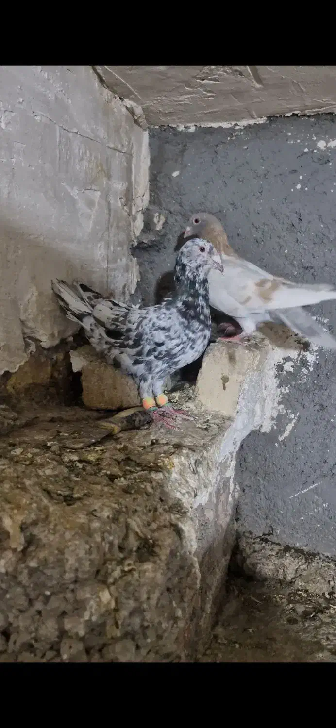 کفتر یا کبوتر نرو ماده|پرنده|قزوین, |دیوار