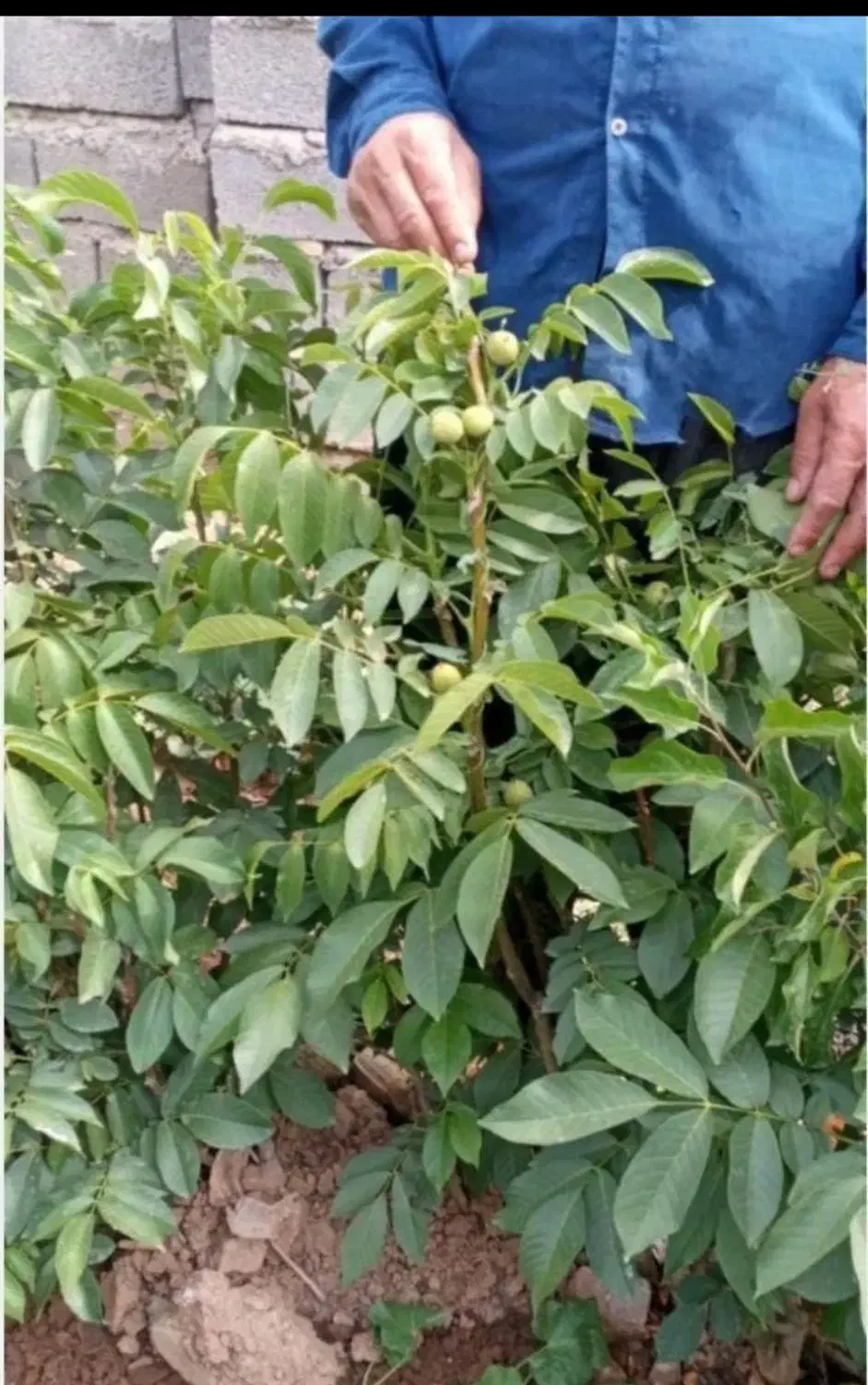 نهال گردو|حراج|بروجرد, |دیوار