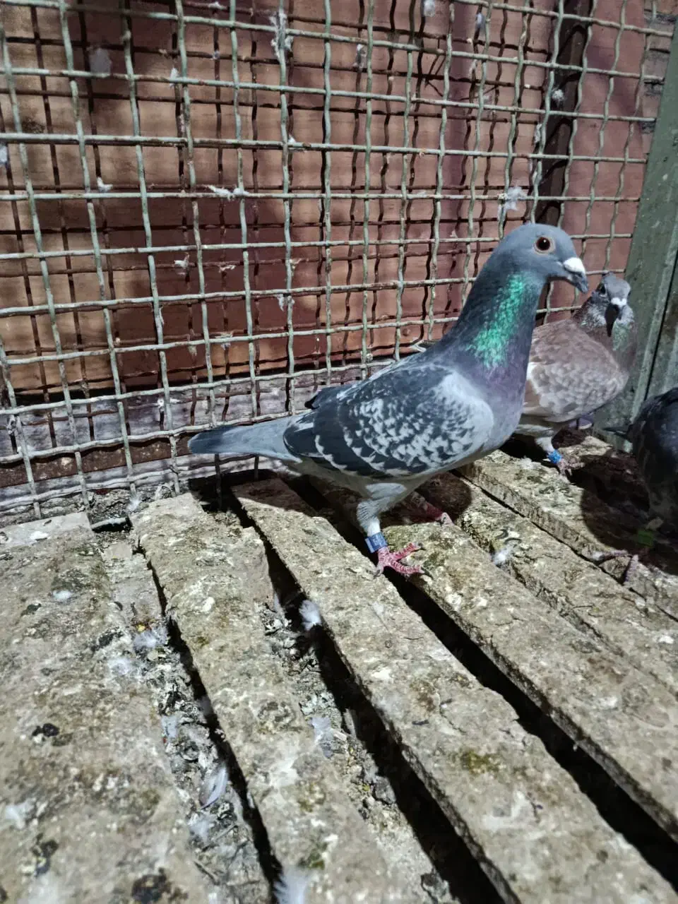 عراق نره|پرنده|خرمشهر, |دیوار