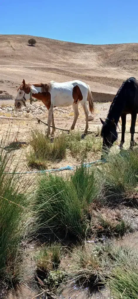 اسب.مادیون و کره اسب|اسب و تجهیزات اسبسواری|خرمآباد, |دیوار