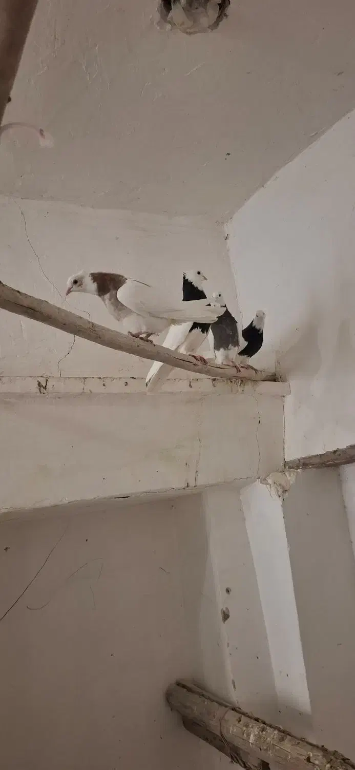 دمسفید. سینه زرد. طوقی|پرنده|مبارکه, |دیوار