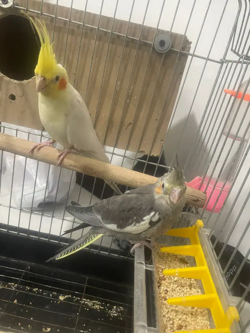 عروس هلندی نر مولد|پرنده|تهران, ائمه اطهار|دیوار