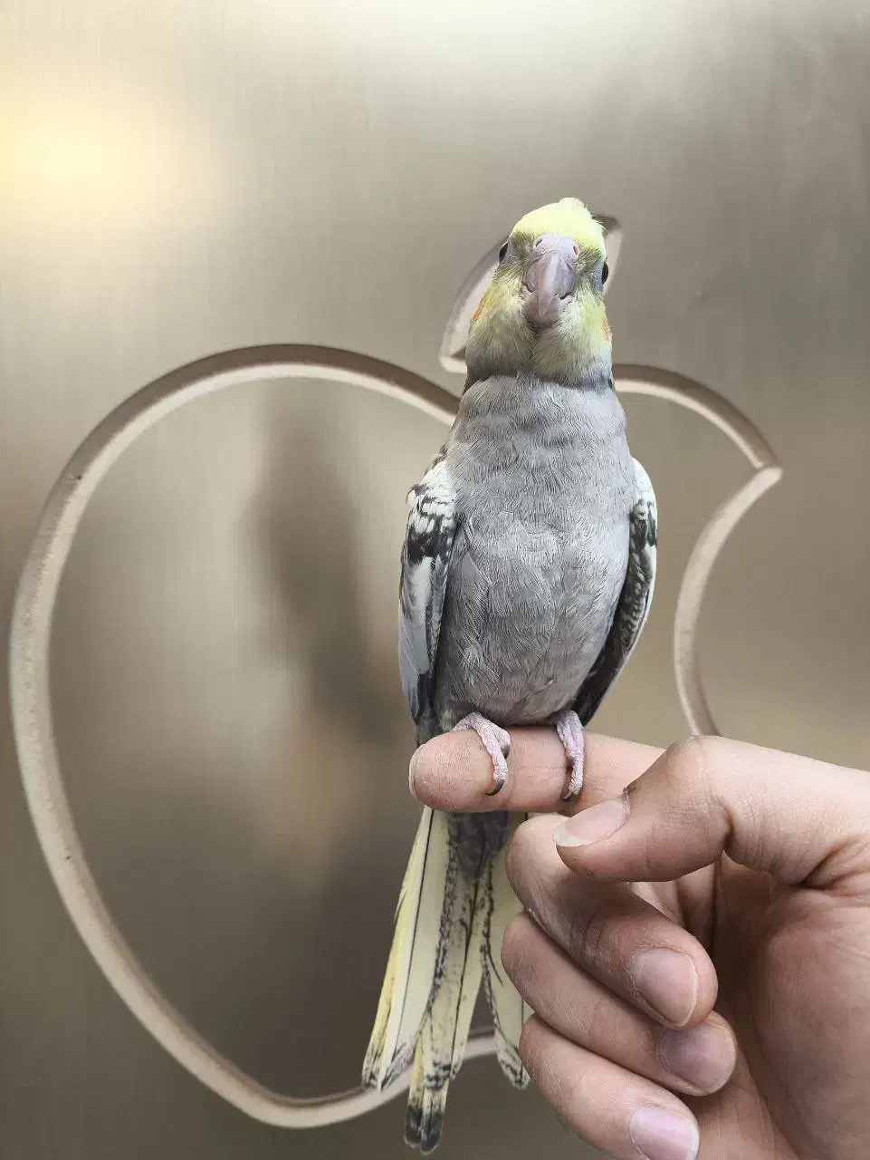 عروس هلندی|پرنده|نسیم‌شهر, |دیوار