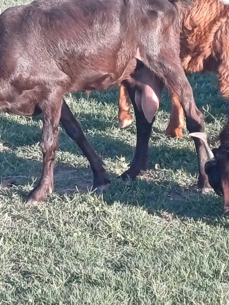 بز دوقلوزا|حیوانات مزرعه|گتوند, |دیوار