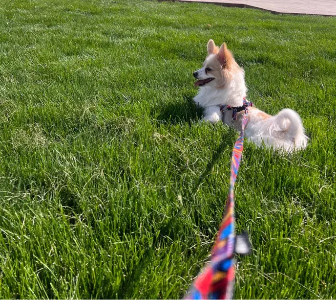 سگ پامر اشپیتز|سگ|شهرضا, |دیوار