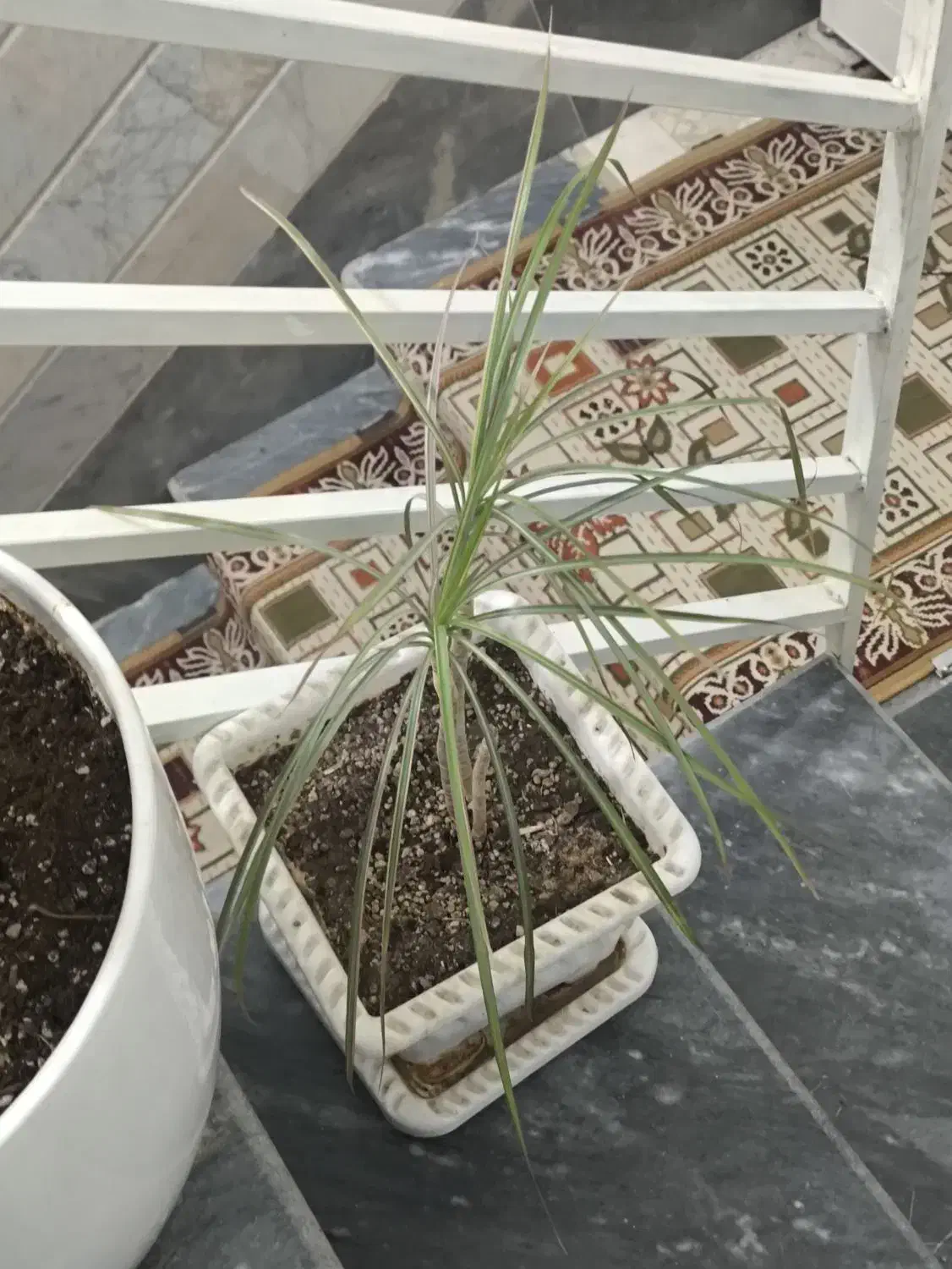 گل پتوس|گل و گیاه طبیعی|قم, قلعه عموحسین|دیوار