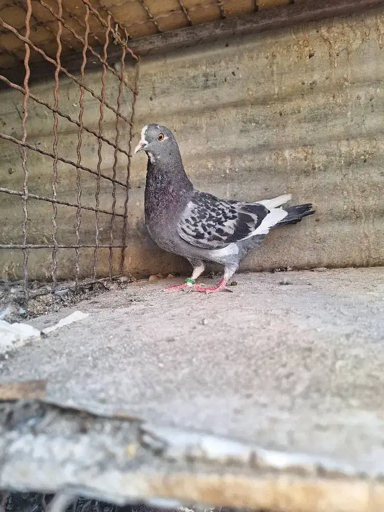 کفتر ۴تا غریب گیری|پرنده|ری, ولی آباد|دیوار