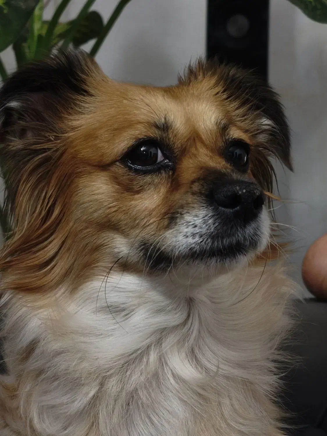 سگ پامر روباهی|سگ|ورامین, ورامین|دیوار