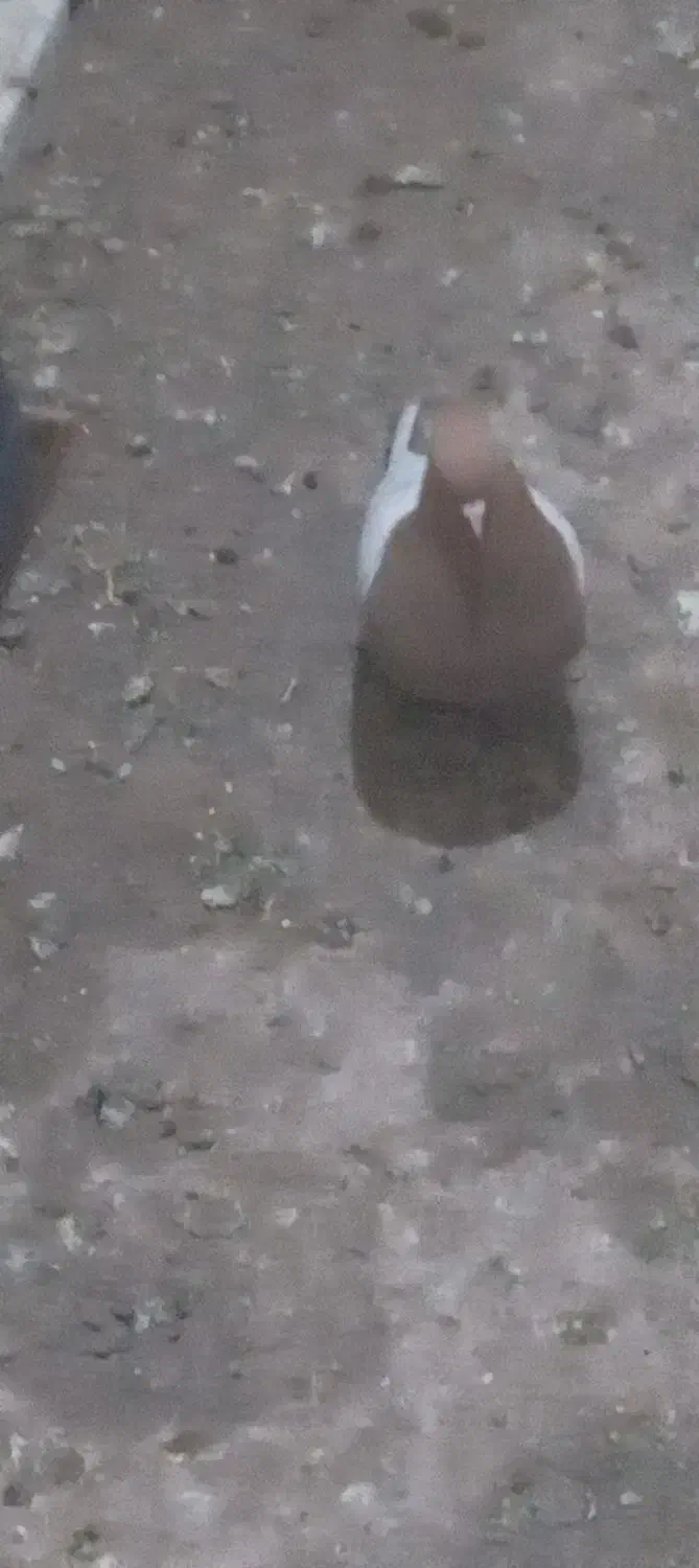 کفتر|پرنده|مه ولات, |دیوار