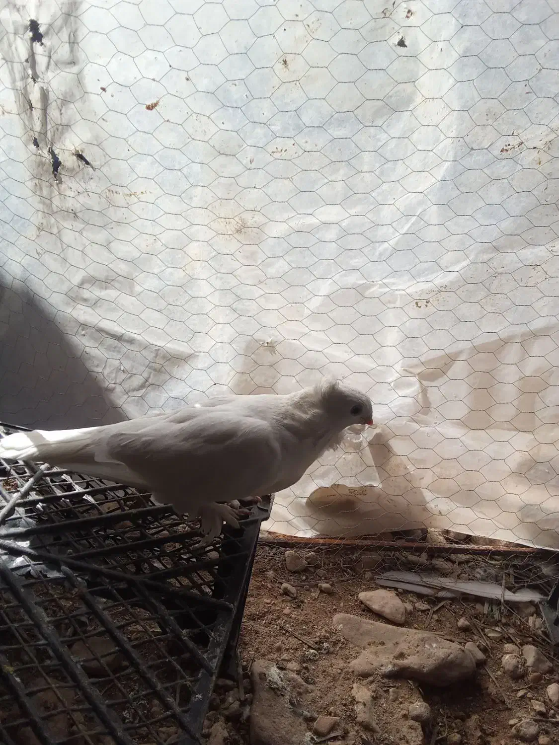 کبوتر|پرنده|داراب, |دیوار