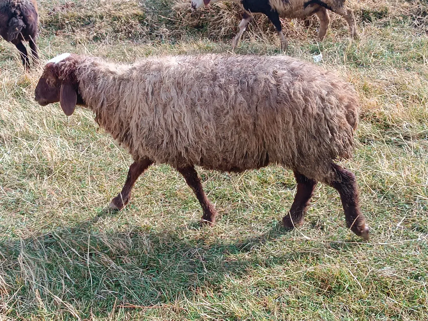 میش آبستن|حیوانات مزرعه|زاغه, |دیوار