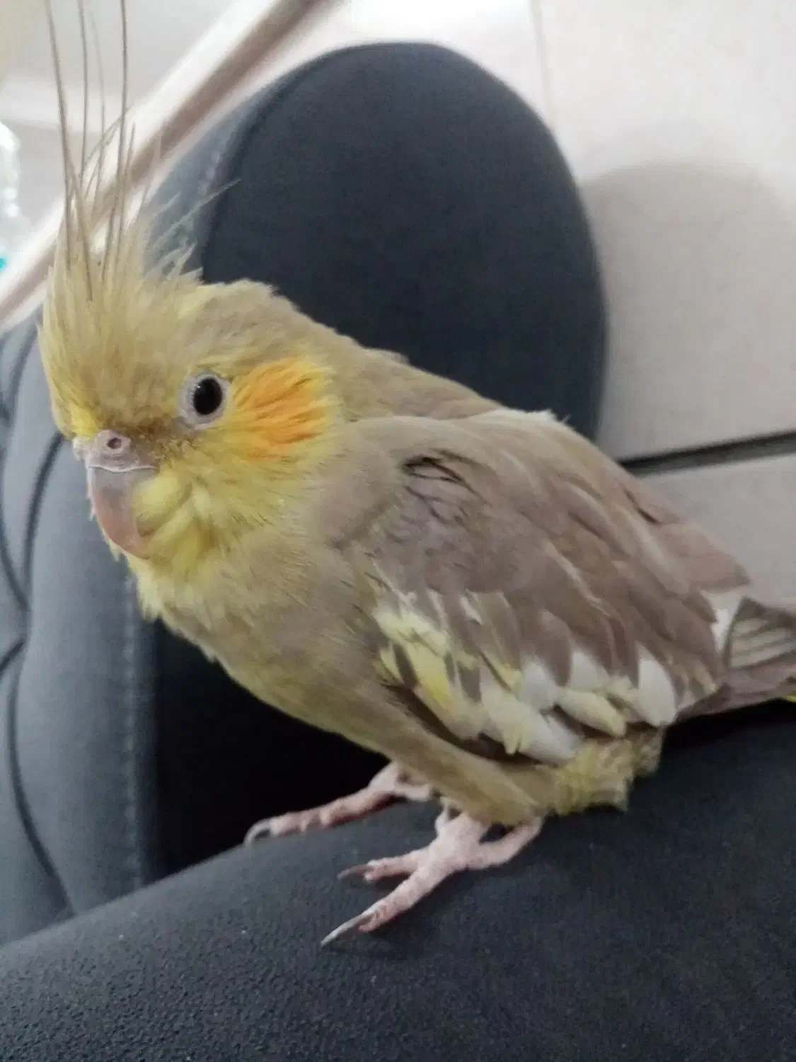 عروس هلندی|پرنده|کاشمر, |دیوار