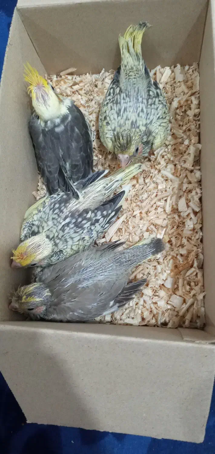 جوجه عروس هلندی|پرنده|میناب, |دیوار