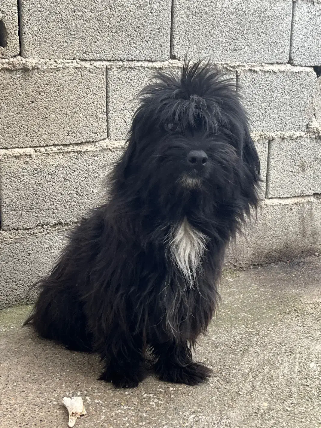 سگ پاکوتاه|سگ|شیرگاه, |دیوار