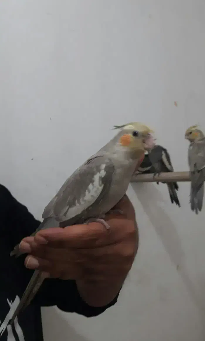 عروس هلندی.مینا.مرغ عشق.طوطی|پرنده|مشهد, کارمندان دوم|دیوار