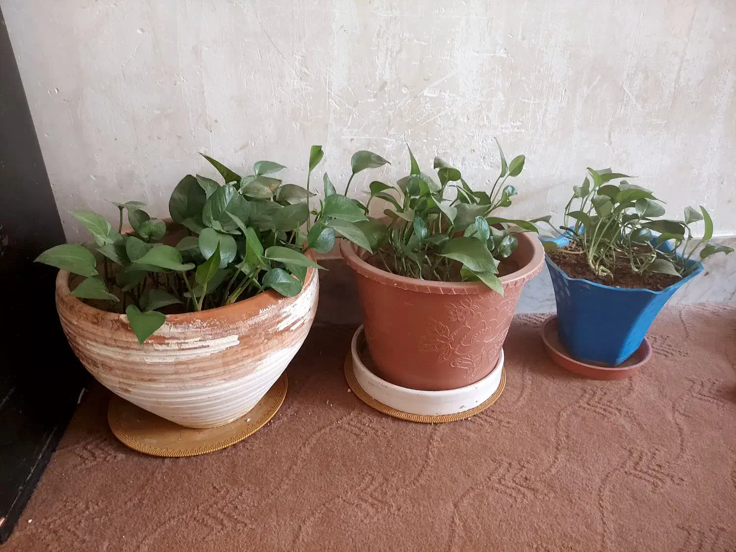 گل‌ طبیعی|گل و گیاه طبیعی|خمینی‌شهر, |دیوار