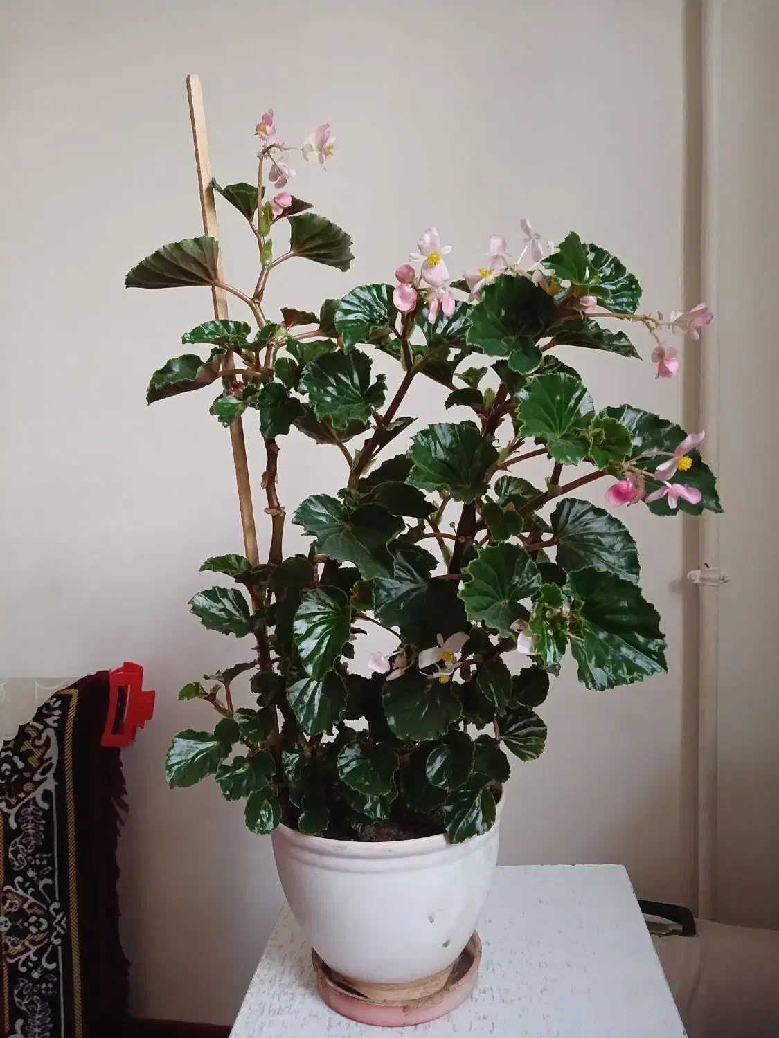 گل عروسی وگل خرفه|گل و گیاه طبیعی|ارومیه, |دیوار