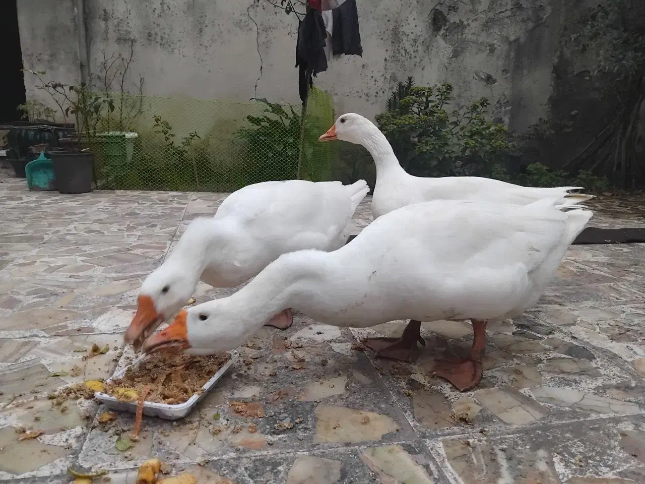 قو غاز|حیوانات مزرعه|آستانه اشرفیه, |دیوار