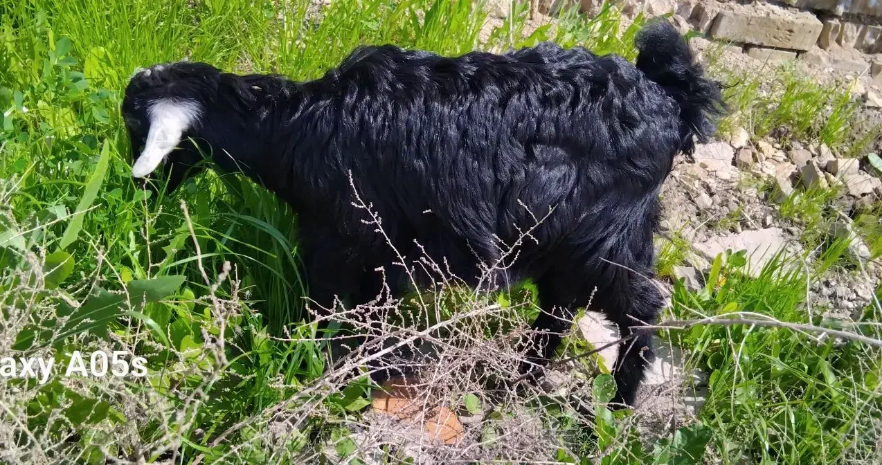 فروش بز|حیوانات مزرعه|اهواز, کوی بشارت|دیوار