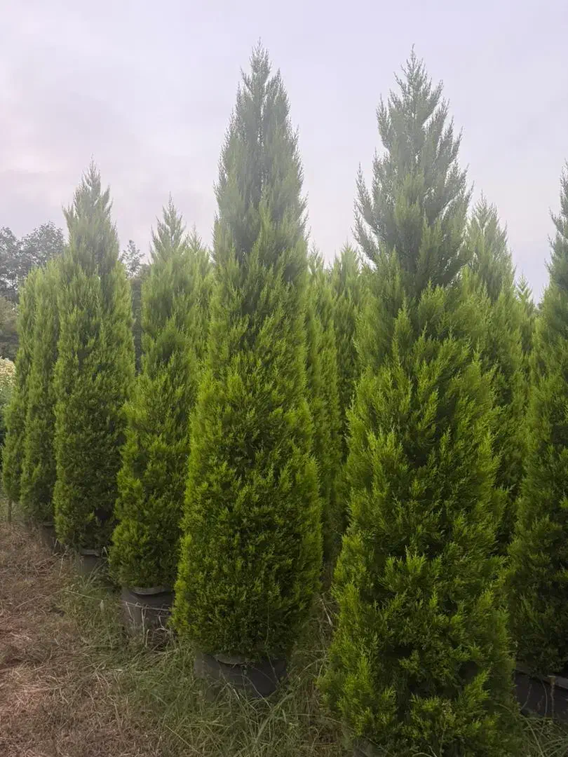 فروش ویژه سرولاوسون کامیس یاس هلندی|گل و گیاه طبیعی|نشتارود, |دیوار