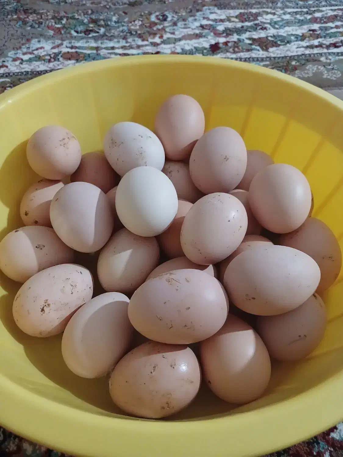 تخم مرغ نطفه دار وخروس محلی|حیوانات مزرعه|شاهین دژ, |دیوار