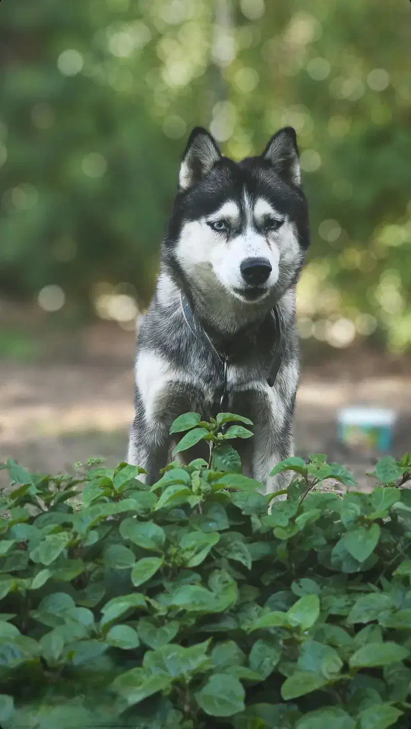 سگ هاسکی|سگ|امیدیه, |دیوار