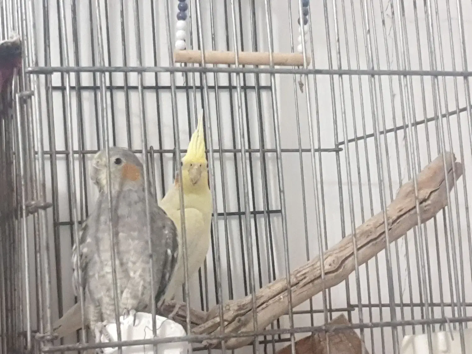 عروس هلندی|پرنده|محمدیه-قزوین, |دیوار