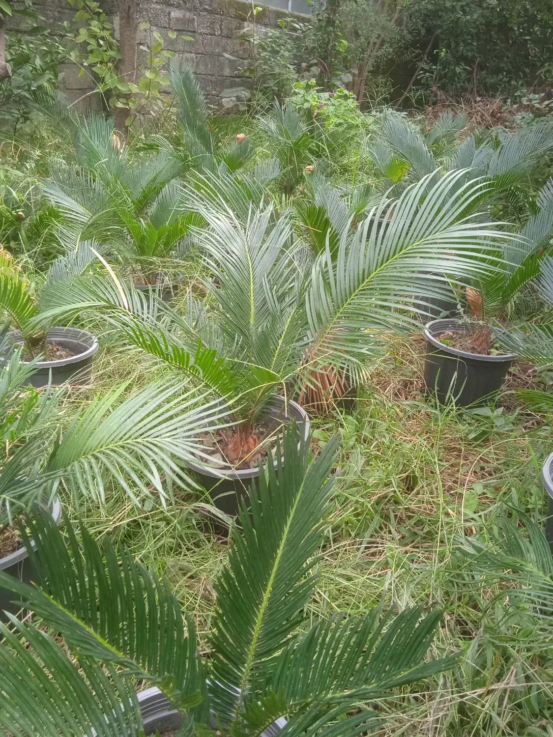 فروش ویژه سیکاس ریشه پر بسیار زیبا|گل و گیاه طبیعی|رامسر, |دیوار