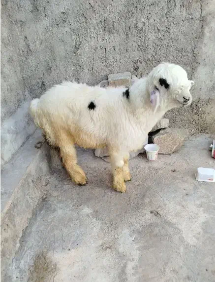 بره نره داشتی|حیوانات مزرعه|مسجد سلیمان, |دیوار