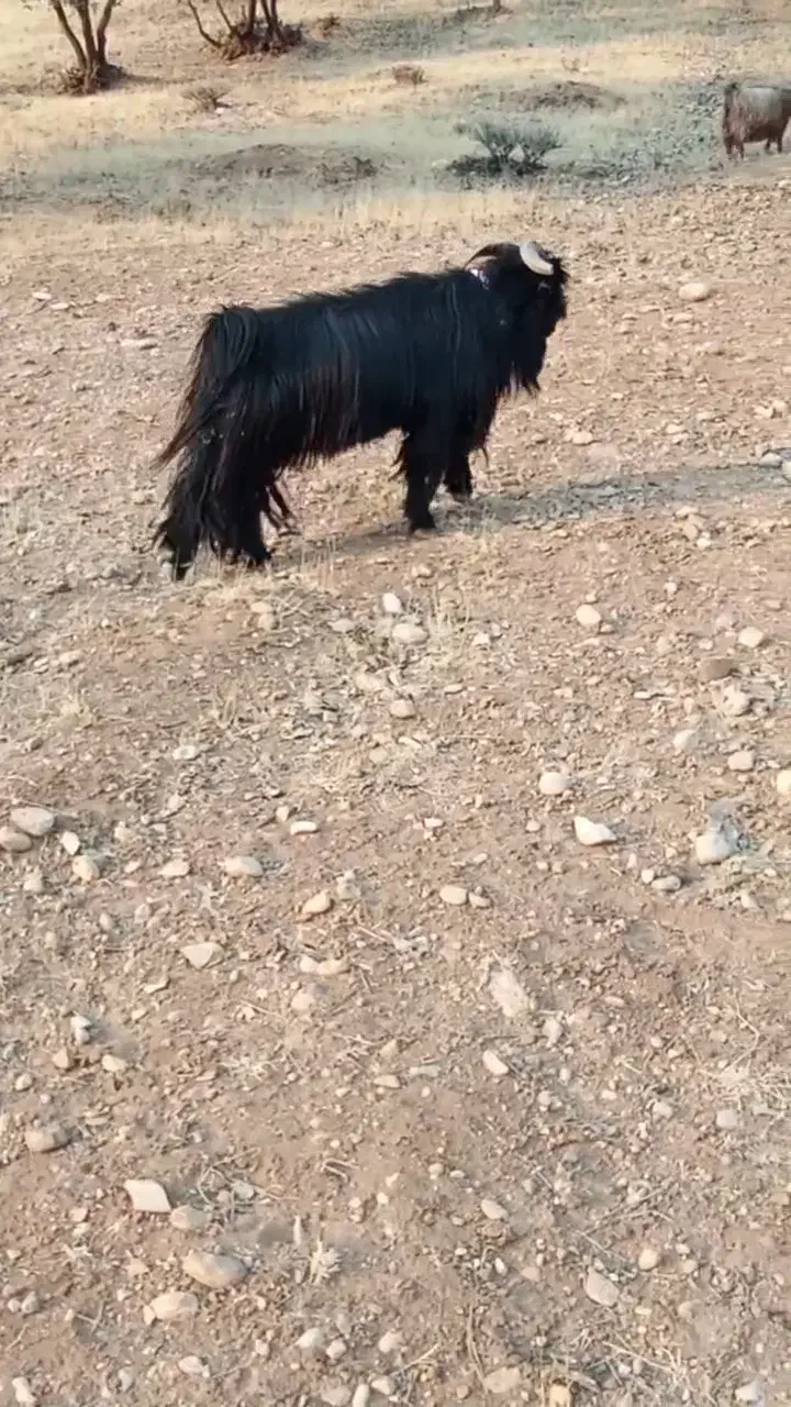 بعده تخمی گله داری روزگاری|حیوانات مزرعه|بازفت, |دیوار