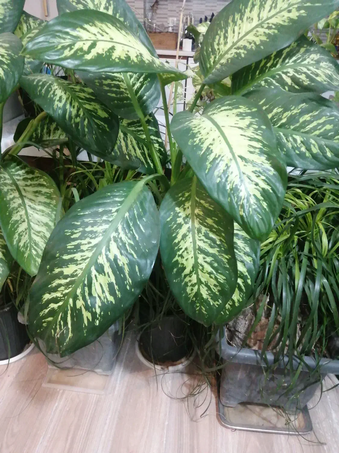 گل و گیاه آپارتمانی دیفن باخیا، یوکا ابلغ، فیکوس|گل و گیاه طبیعی|رشت, کوی غلام نیا|دیوار