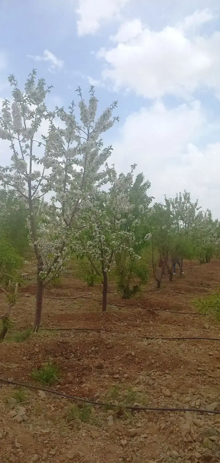 باغ بادام و تفریحی|فروش زمین و ملک کلنگی|تیران, |دیوار