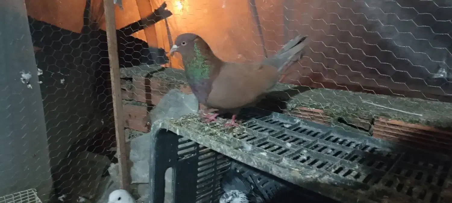 کبوتر|حیوانات|سرخنکلاته, |دیوار