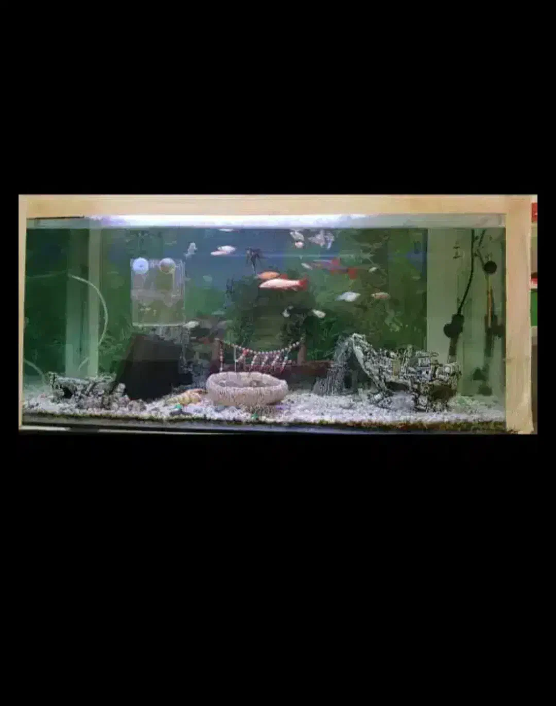 اکواریم قیمت مناسب|ماهی|رضوانشهر, |دیوار